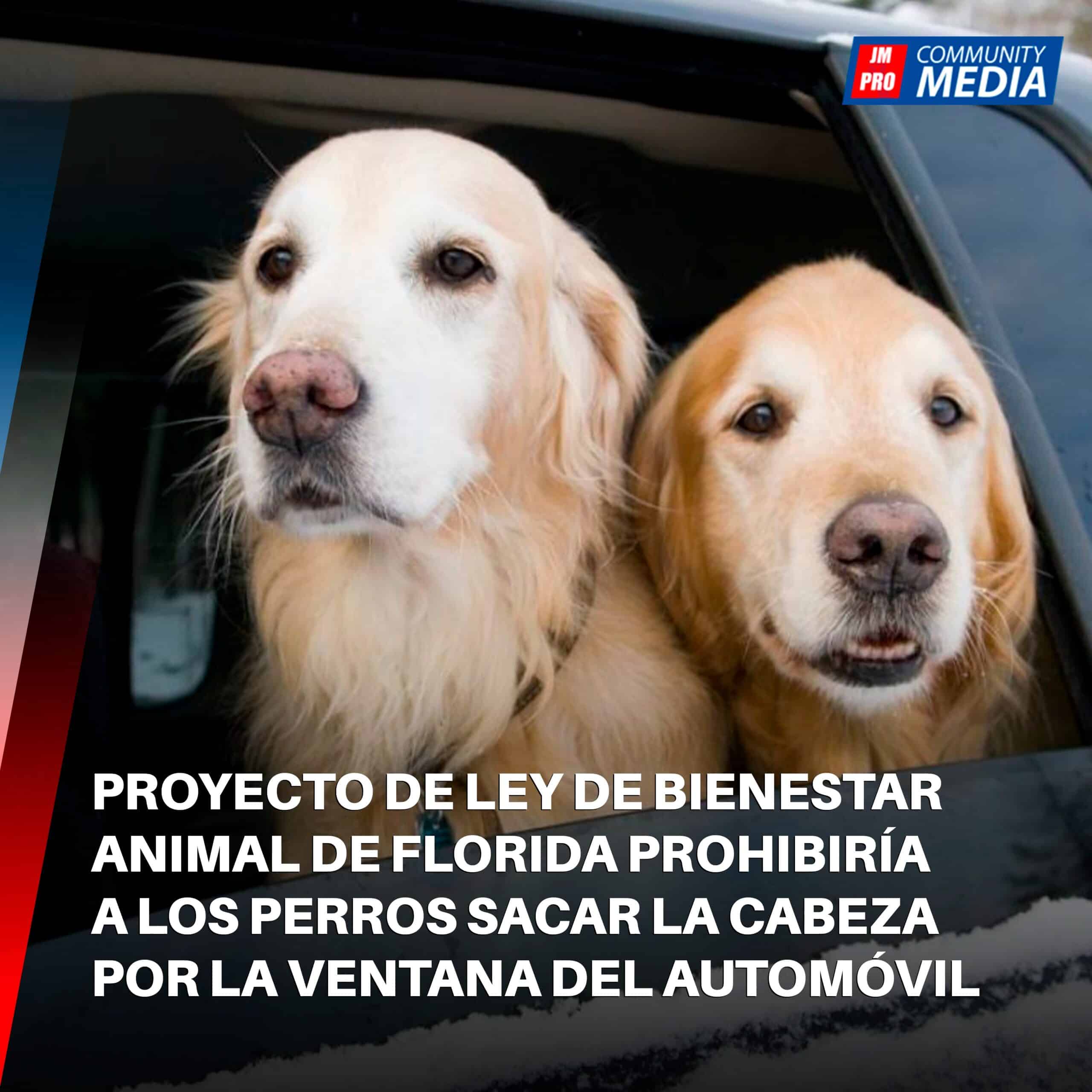 Proyecto de ley de Florida prohibiría a mascotas sacar la cabeza por la ventana del automóvil.