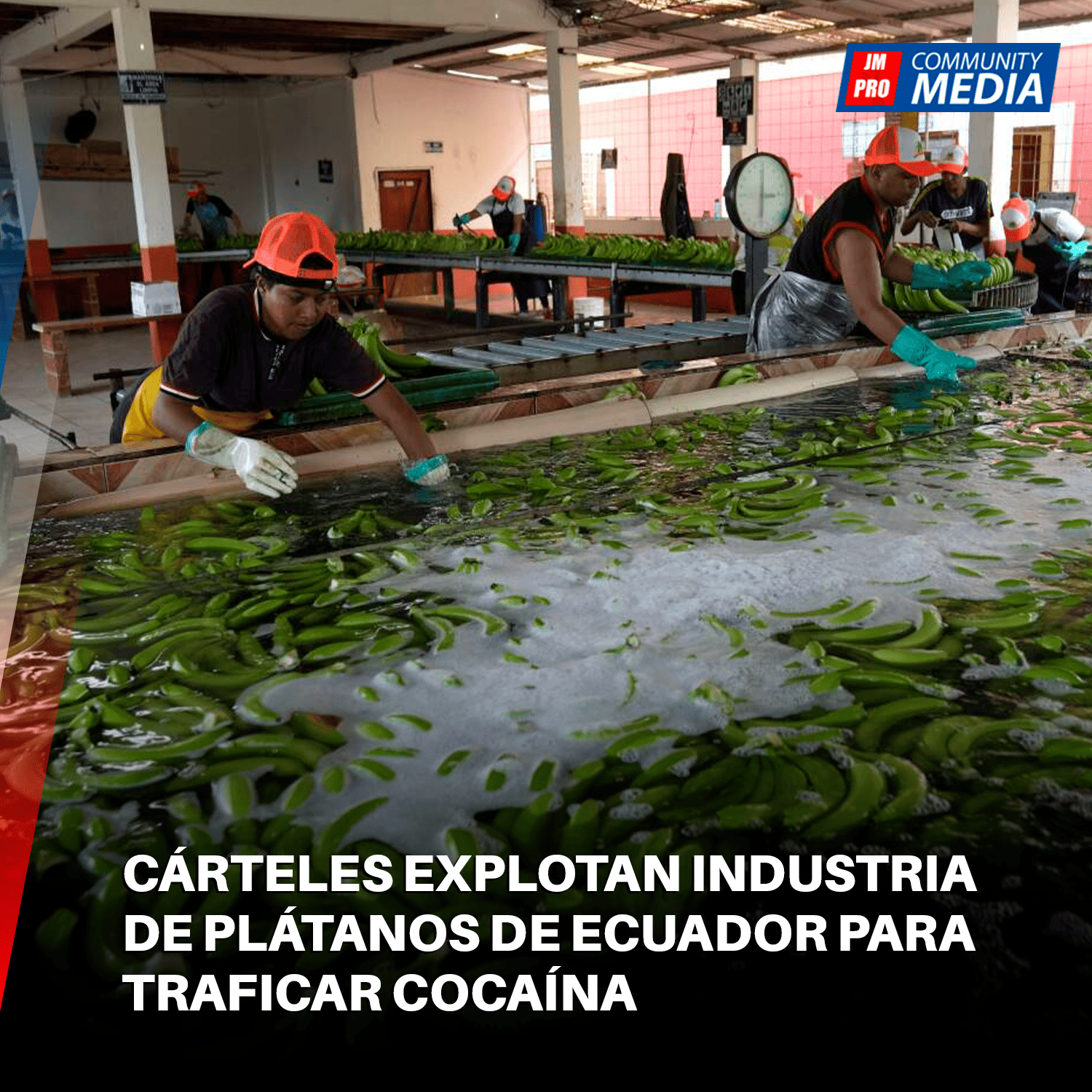 Cárteles explotan industria de plátanos de Ecuador para traficar cocaína